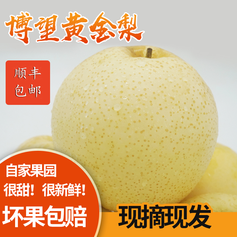 【现摘新鲜爆汁梨子】南阳博望黄金梨基地脆甜爽口无渣精选超甜大果