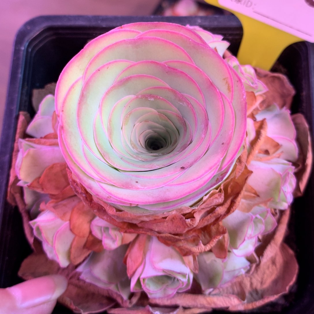 一物一拍小玉玫瑰209