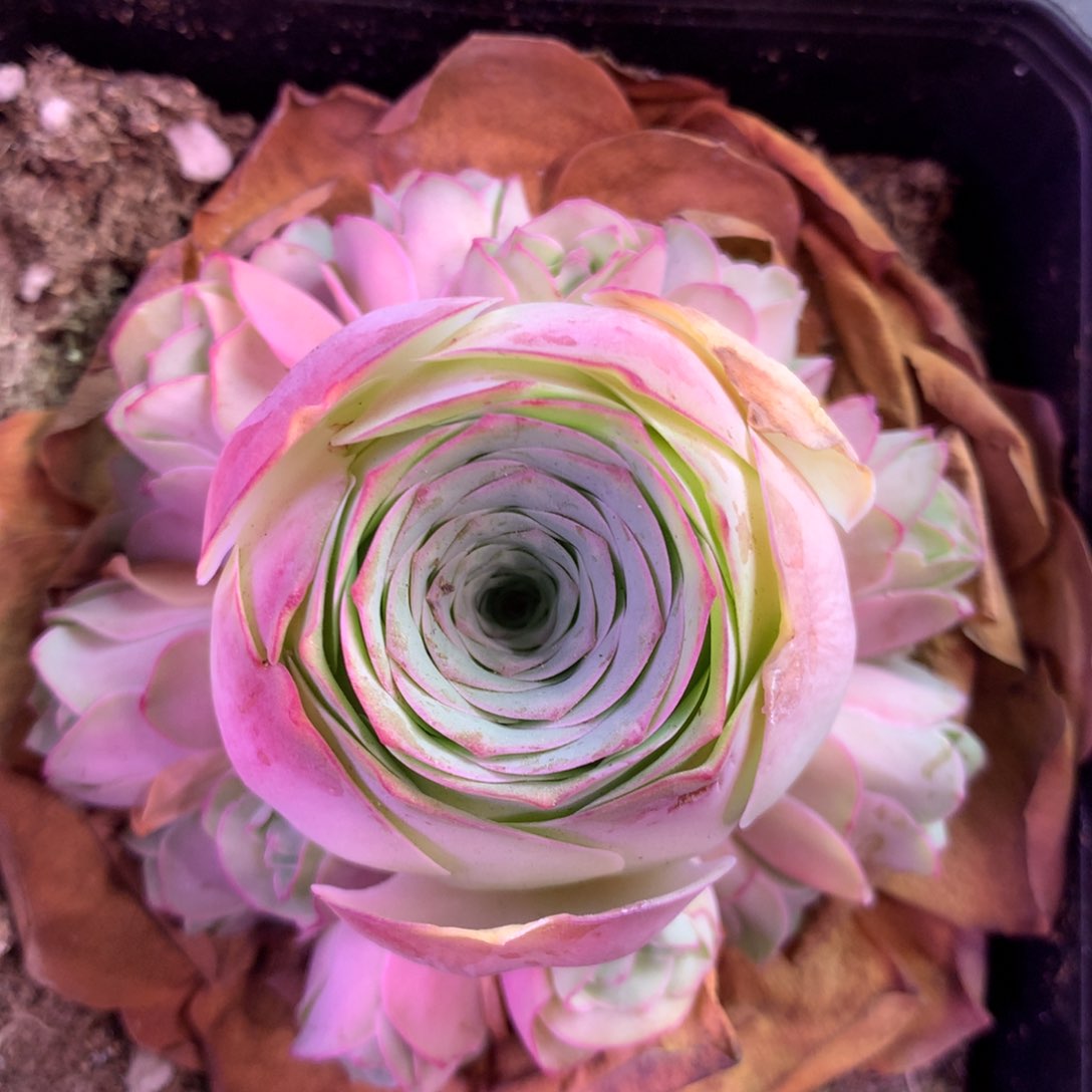一物一拍油画238