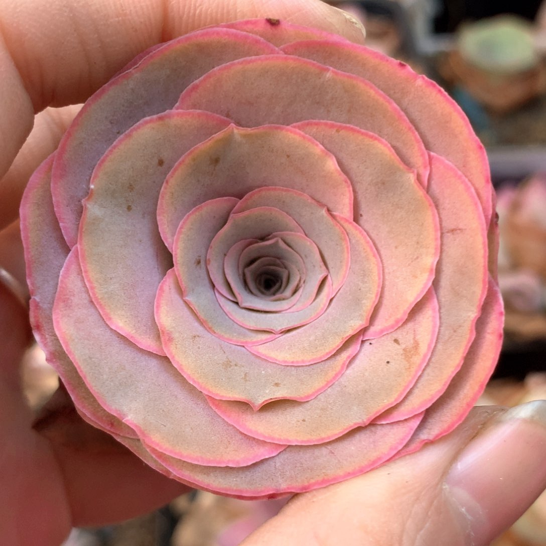 一物一拍帕系列362