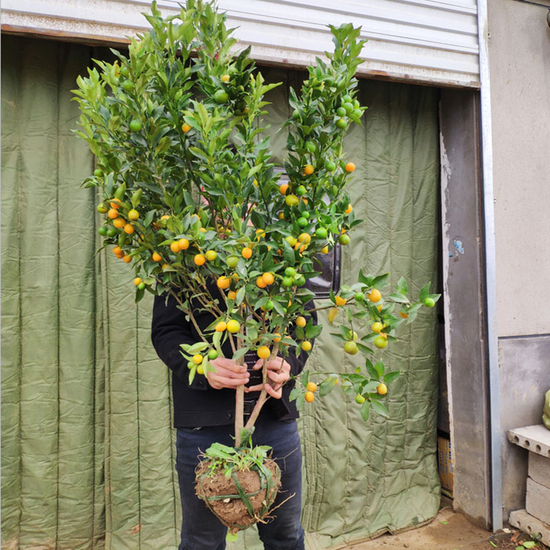 嫁接金桔苗阳台盆栽庭院地栽带果可食用脆皮金桔果树苗
