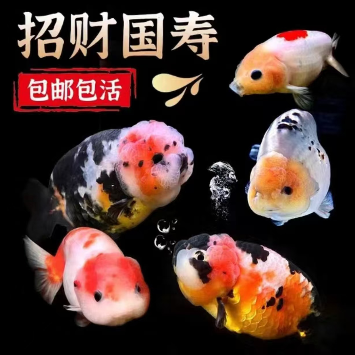 【2号黄色牌】兰寿百褶玛丽泰狮鱼苗活体观赏鱼耐活好养