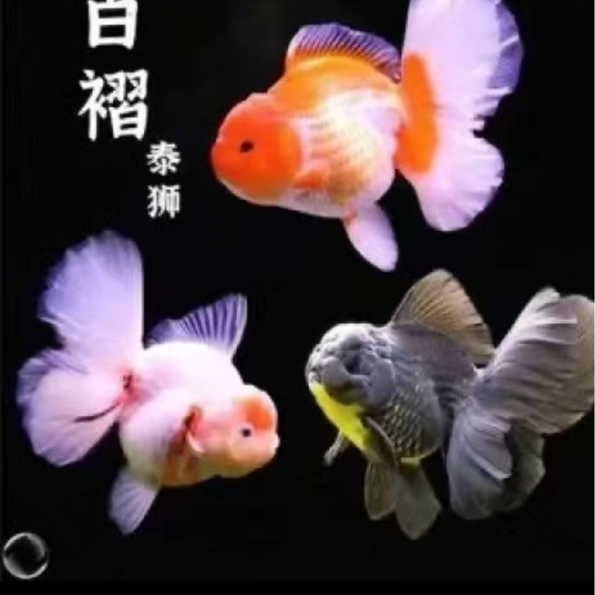 【1号红牌】兰寿玛丽百褶泰狮宠物鱼鱼苗活体观赏鱼好养耐活