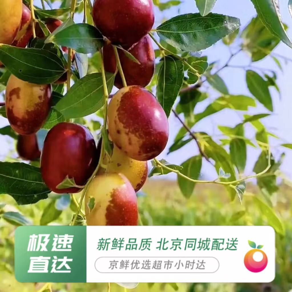 【密云金丝小枣】2斤&4斤装，生吃脆甜紧实，蒸煮软糯面甜！（西田各庄）