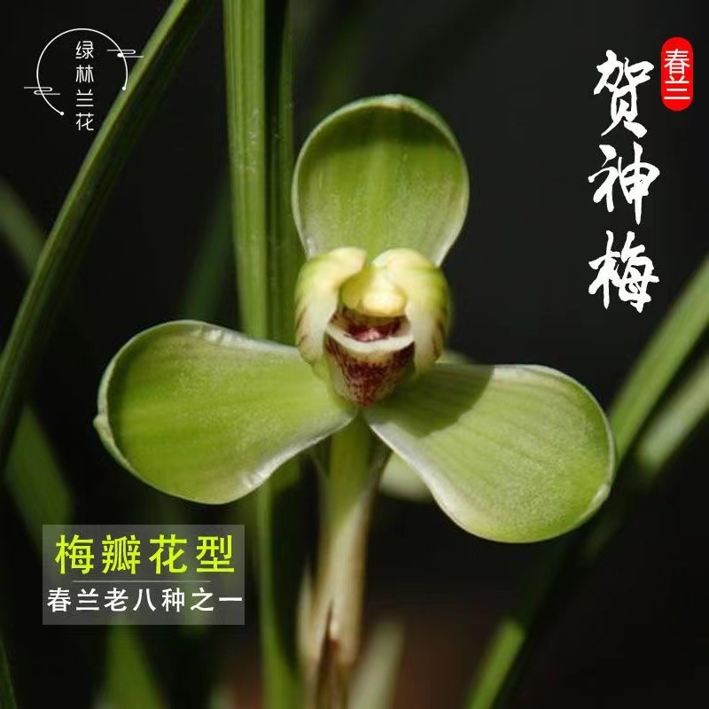 兰花（贺神梅）原生苗老种春兰老八种之一浓香型室内花卉盆栽易养