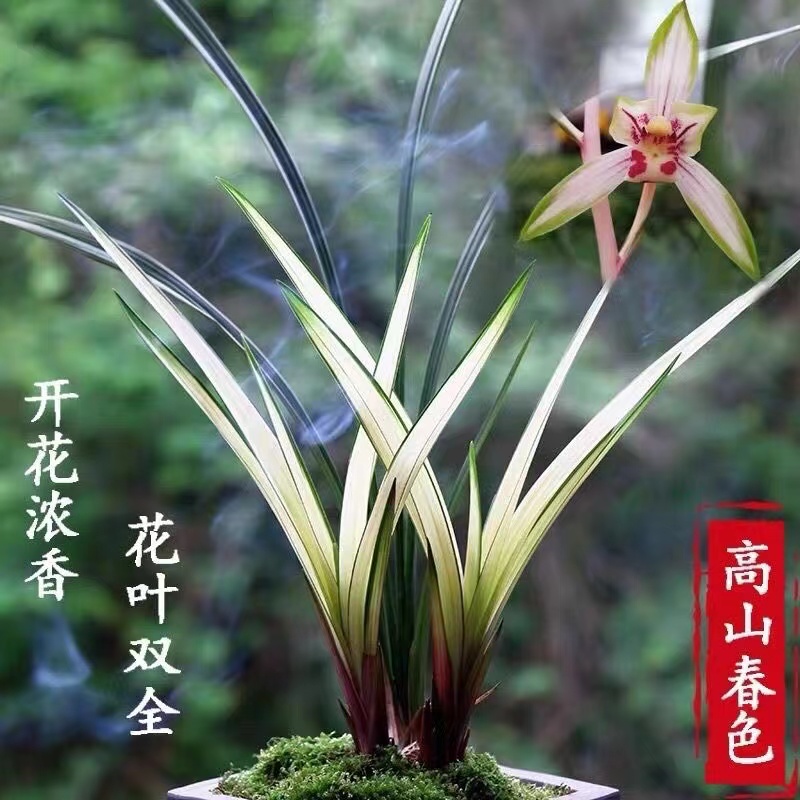 建兰兰花(高山春色)花艺双全浓香型室内盆栽盆景禅意易养