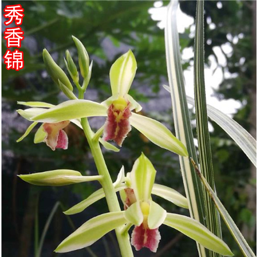 惠兰秀香锦兰花中透斑缟艺兰草花苗 叶花双艺绿植皇冠能 B40