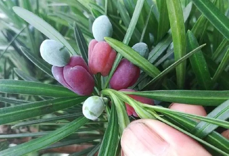 罗汉松盆景小叶雀舌松树罗汉松绿植盆栽庭院