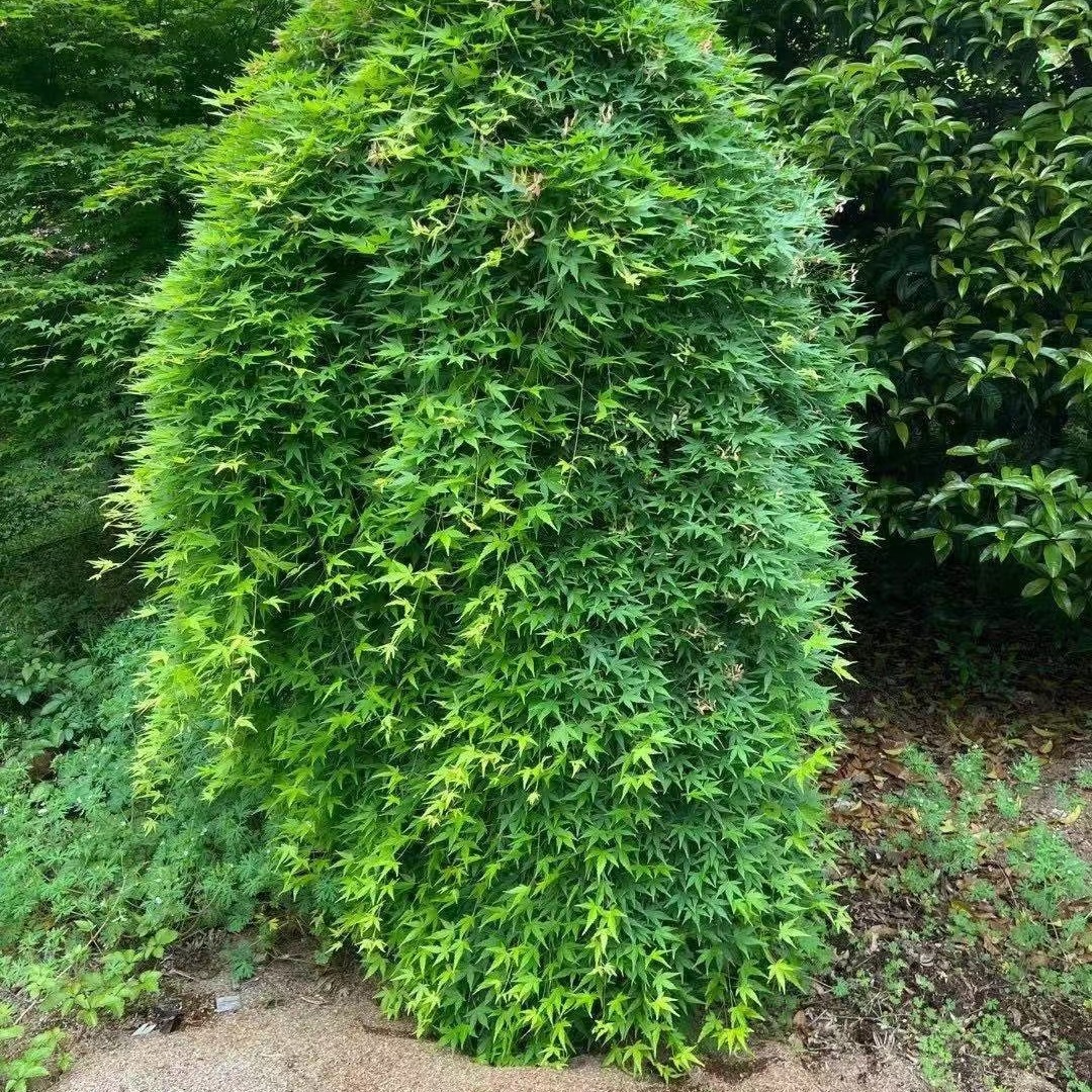 庭院青瀑布流泉枫大苗一物一拍基地直发
