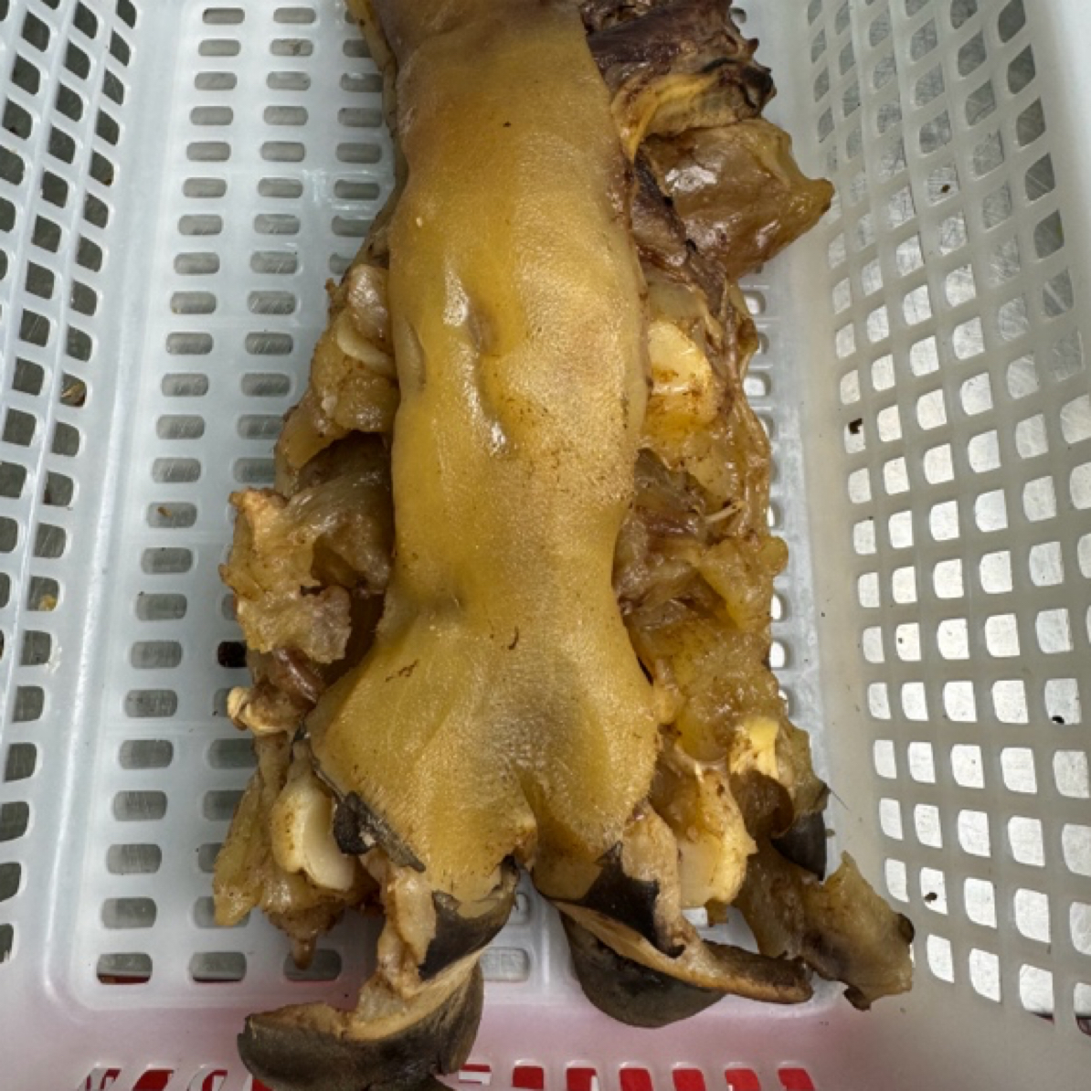 去骨牛蹄 新鲜水牛