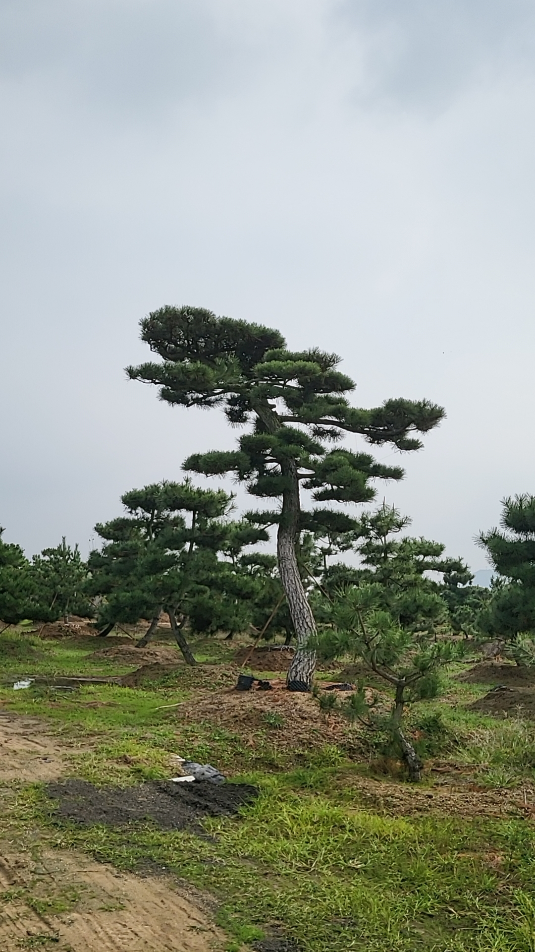 庭院造型松 黑松迎客松四季常青