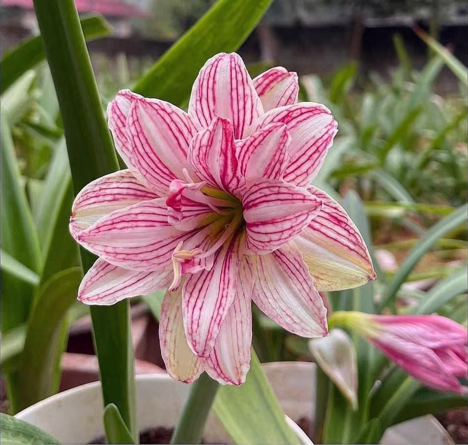 时越园艺 越南朱 香水 白肋 种球