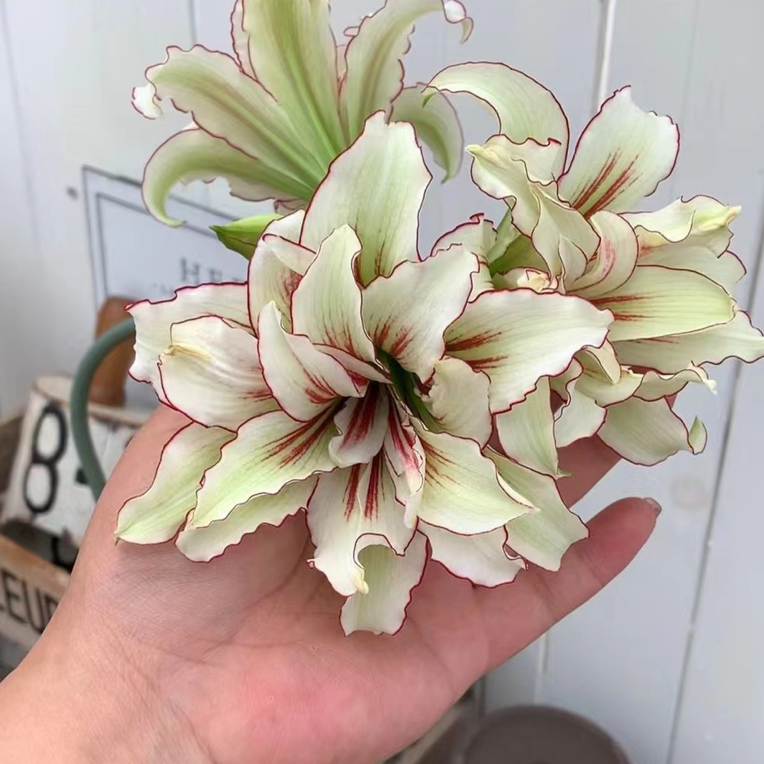 时越园艺 越朱 双蜻蜓 种球1.5到2