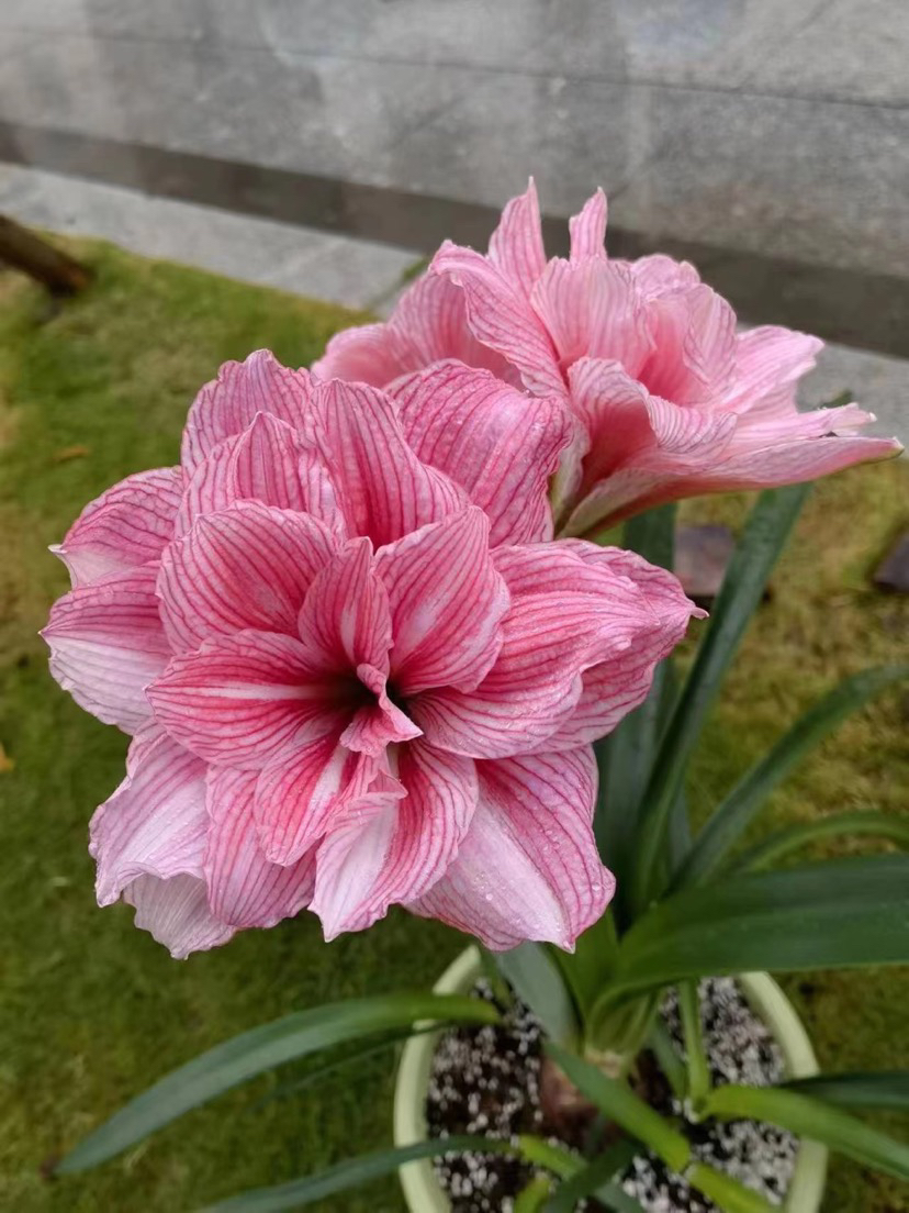 台朱孤宝仙子种球