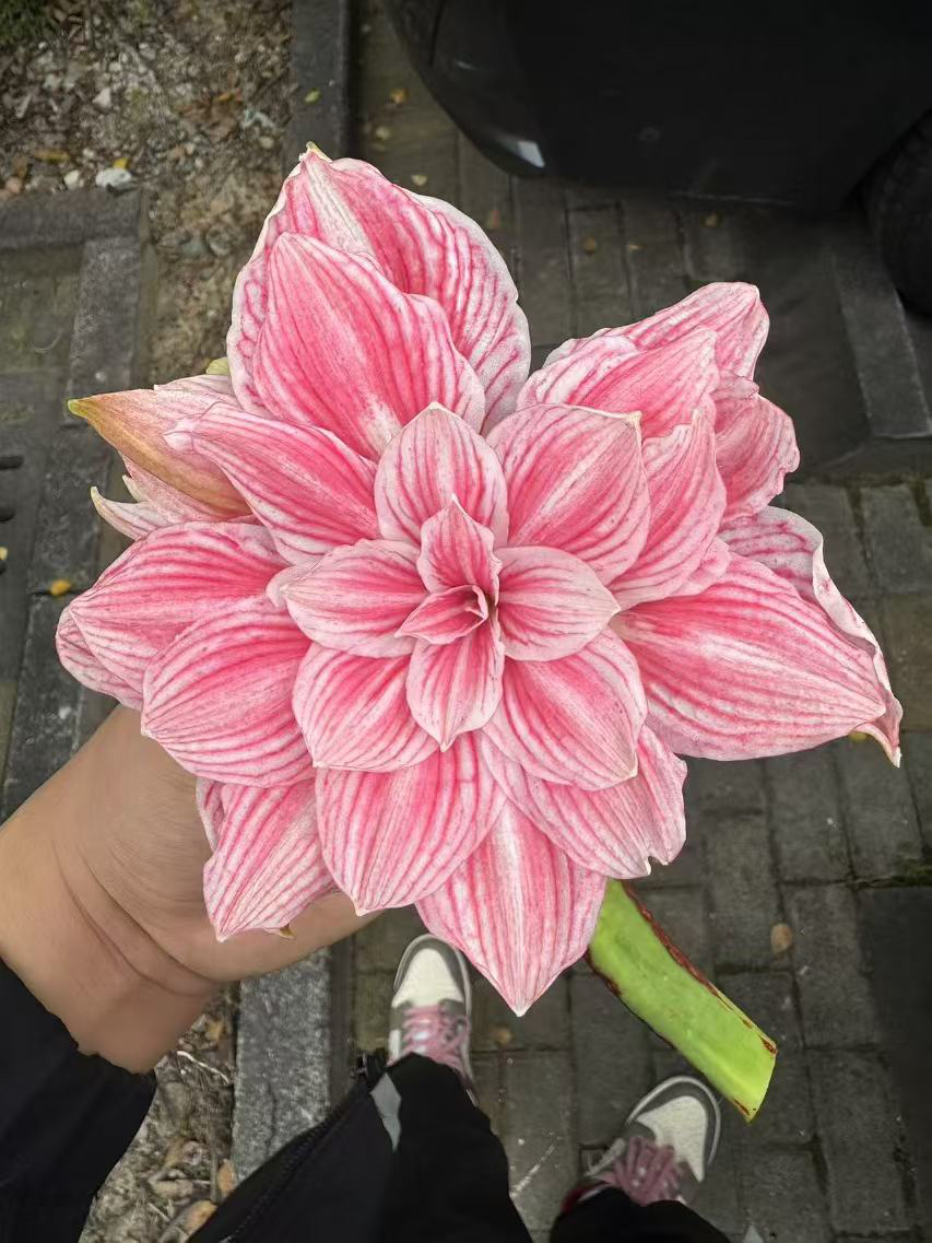 时越园艺，粉色奶油2 种球