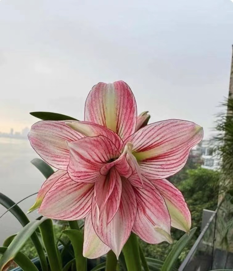 时越园艺 越南朱顶红钻石宝贝种球