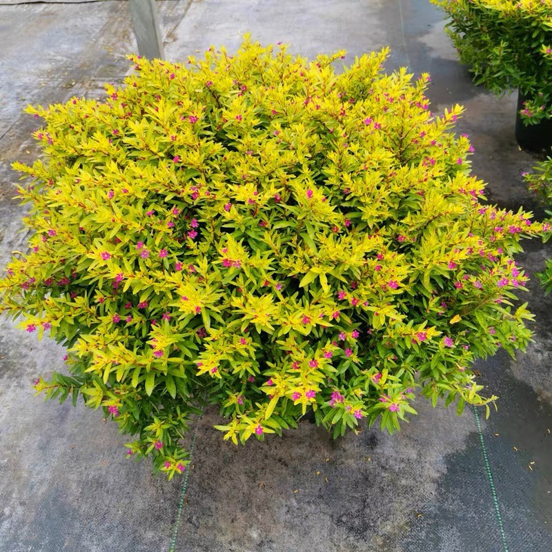 金叶满天星盆栽棒棒糖造型盆景四季开花室内阳台花卉庭院常绿好养