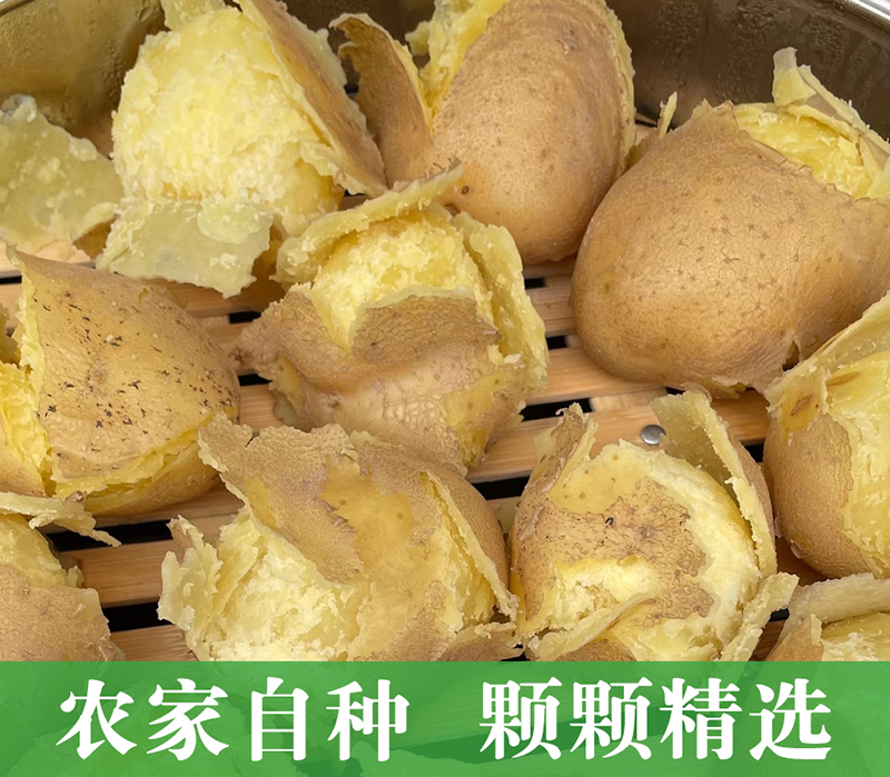 2025新鲜甘肃定西旱沙地黄皮黄心土豆粉面洋芋马铃薯