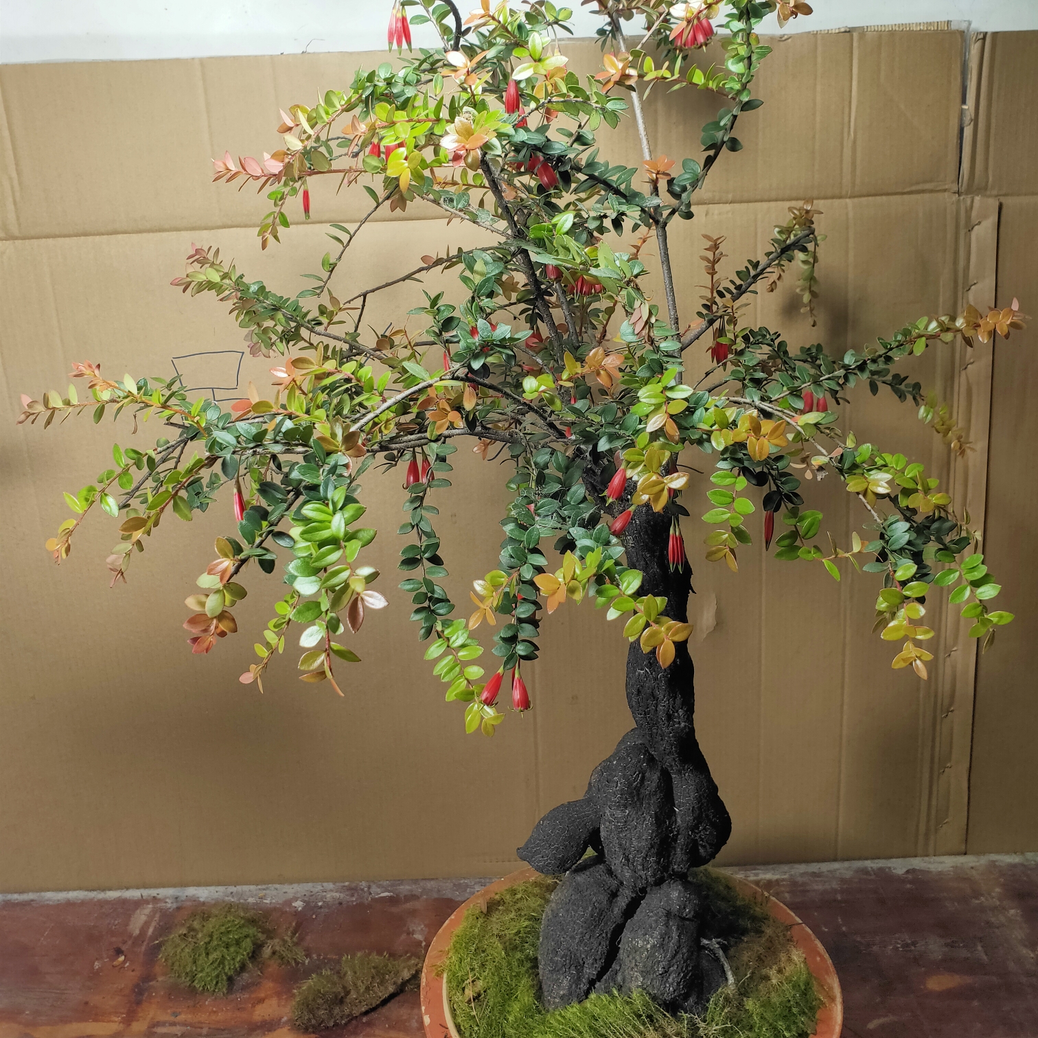 吊金珠盆景，开花结果，叶子四季常青，根艺独特