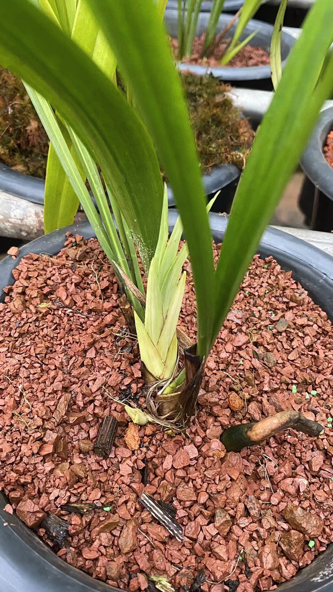 自家养殖的兰花 秋榜兰花