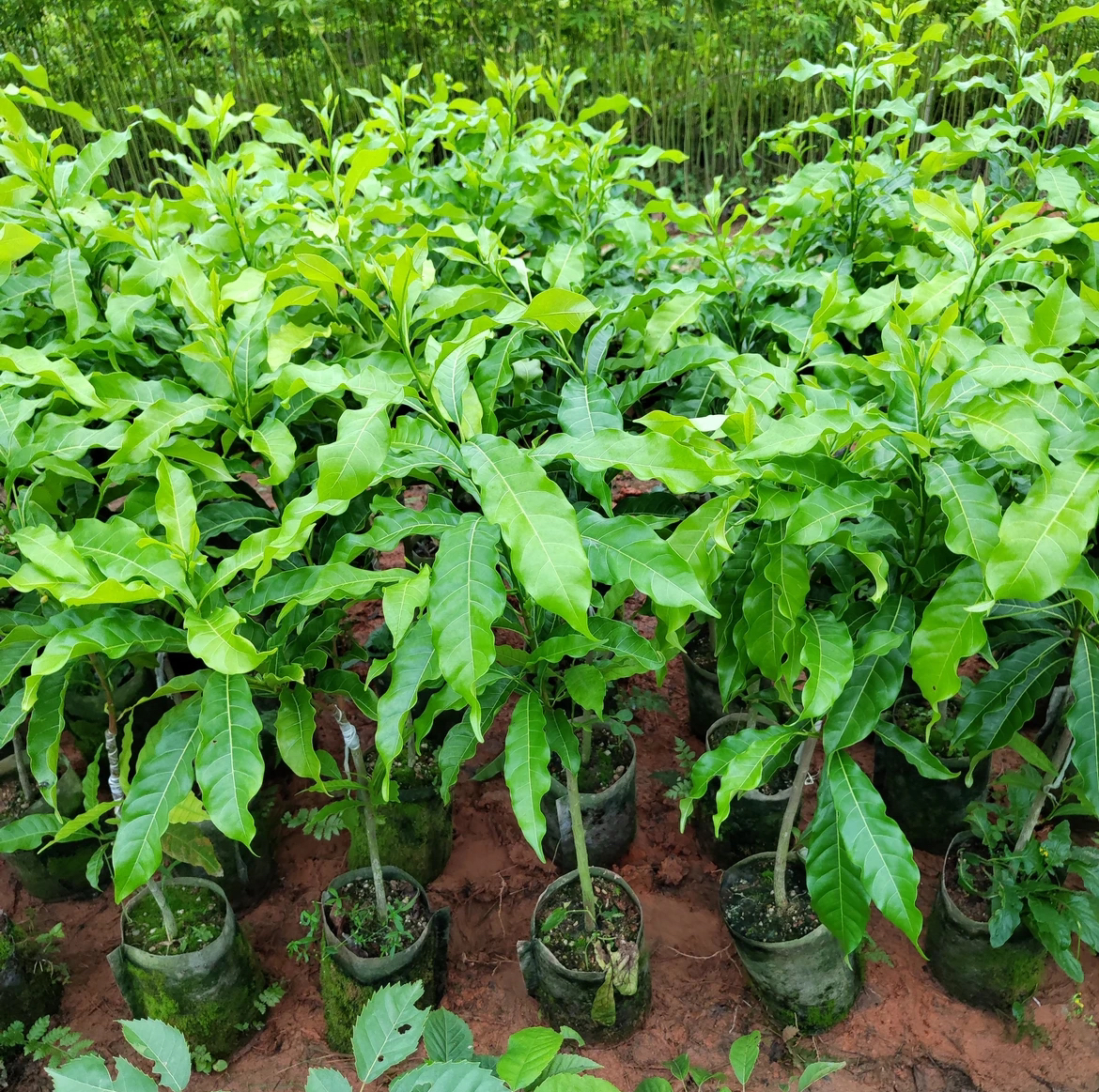 黄晶果（小苗黄皮果苗圃山蚂蟥拉拉秧）