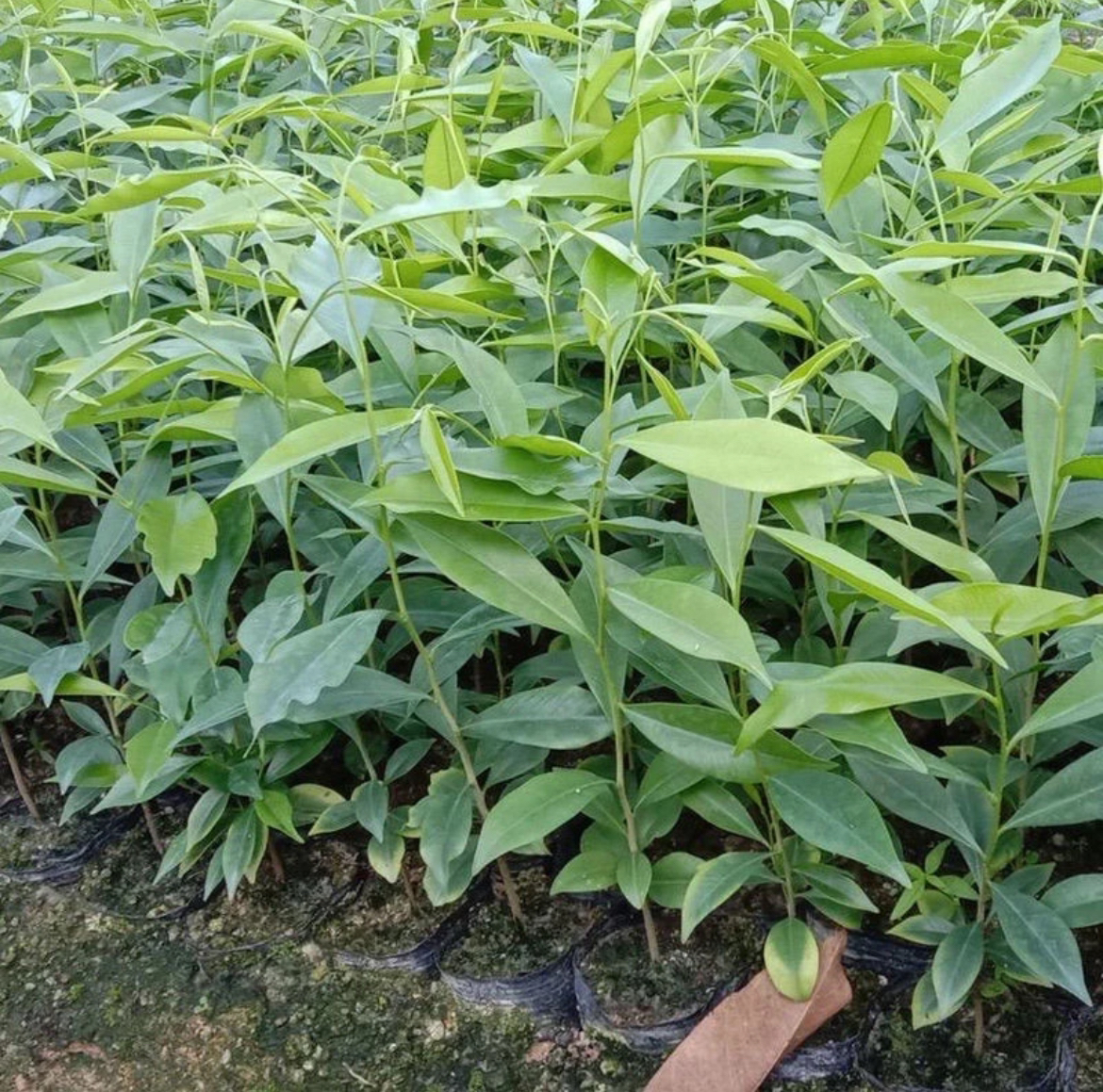 奇楠桃金娘枸骨树盆栽植物盆景盆栽（中苗绿化苗圃恐怖）