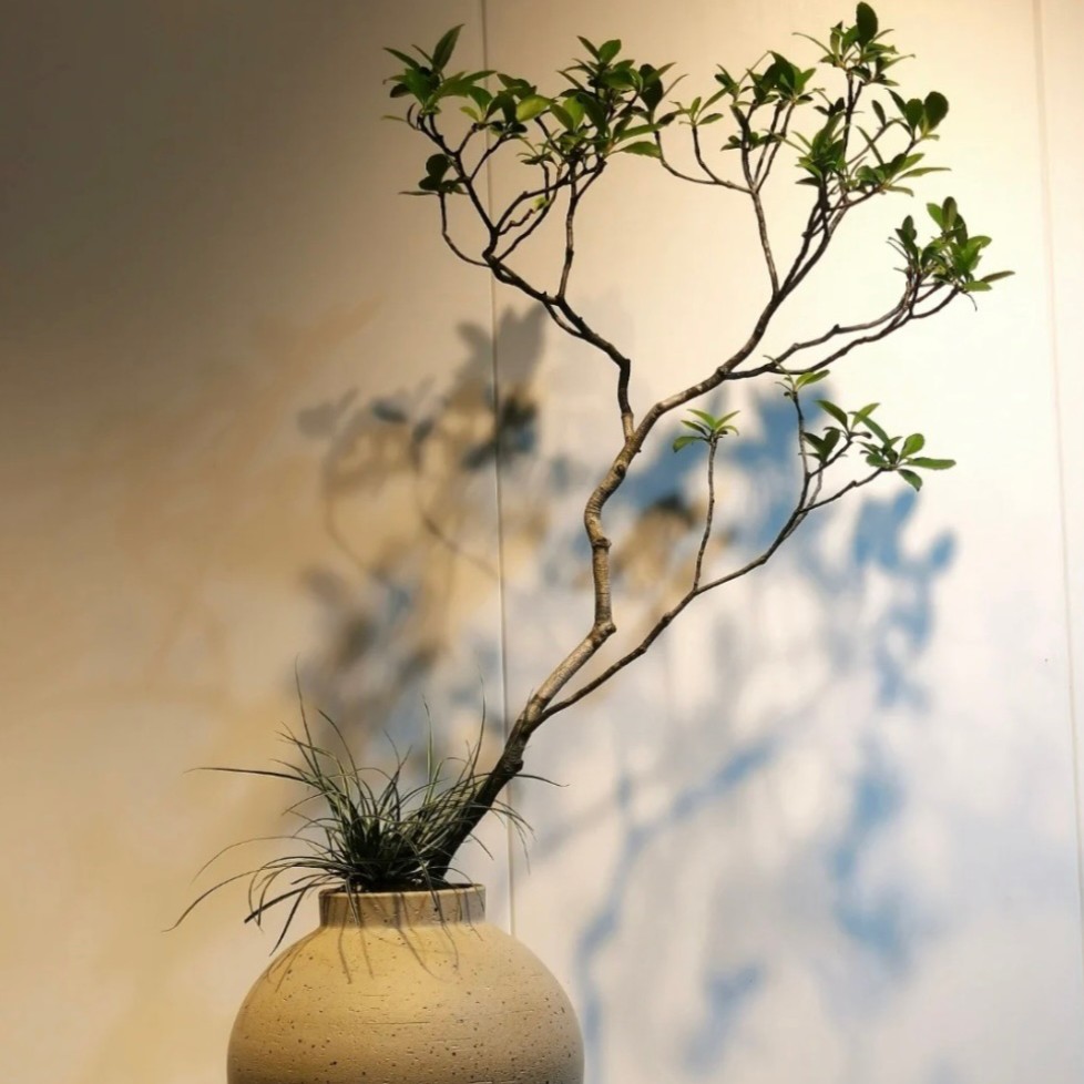 海岛春花 栀子花 石枫（一物一拍）偏远地区不包邮