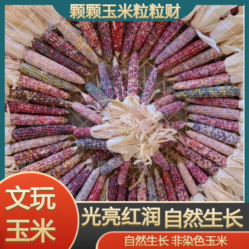 文玩玉米盒子彩色带皮出售（不退换）