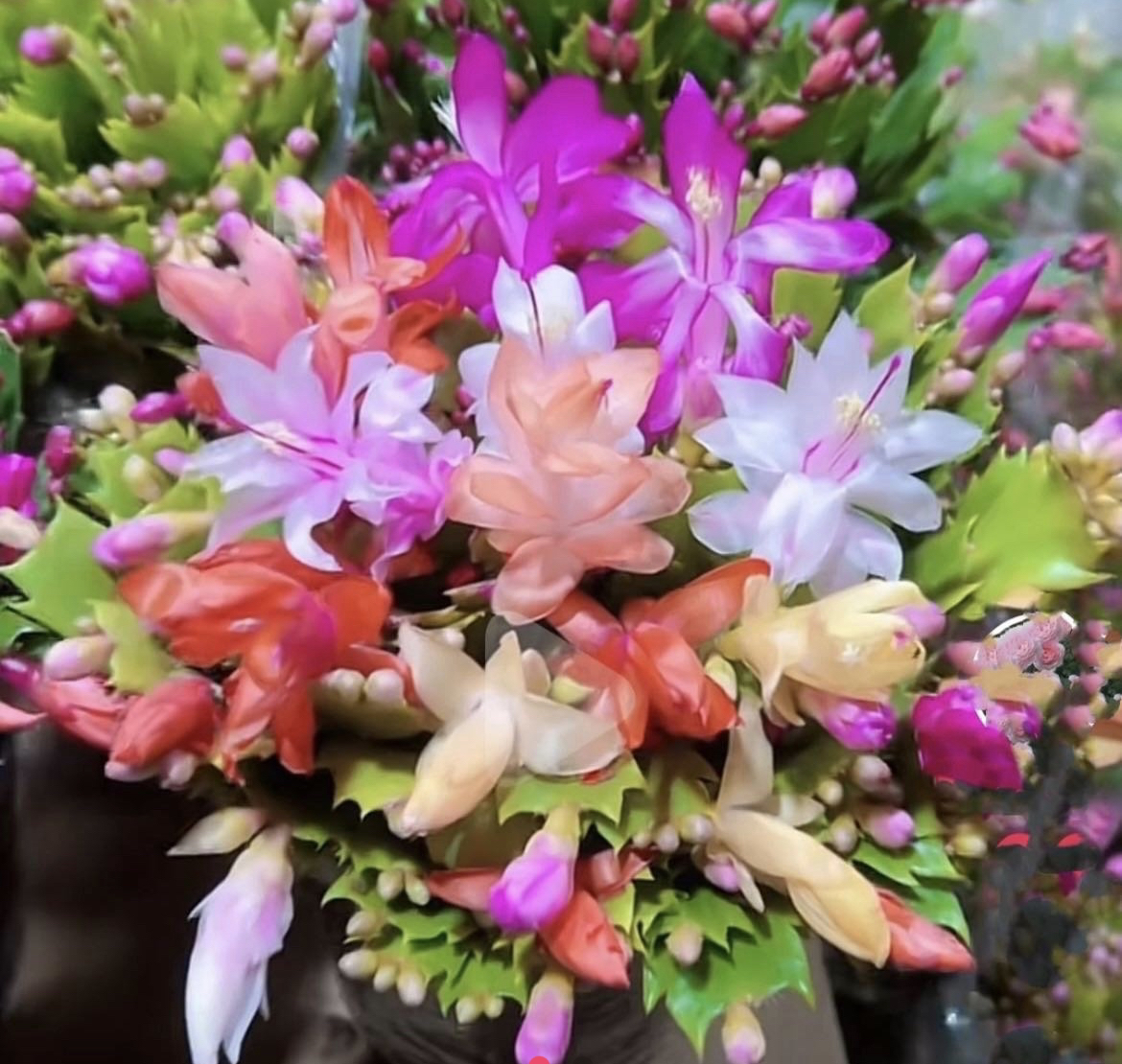 5色蟹爪兰盆栽花卉多色带花苞原盆原土发货