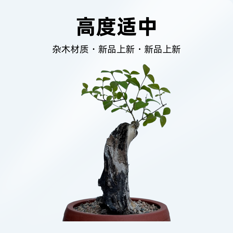 杂木盆景苗木及杂木盆景素材