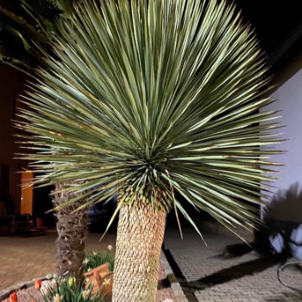 耐寒沙漠植物稻草人鸟啄丝兰北方大部分地区可以室外过冬 