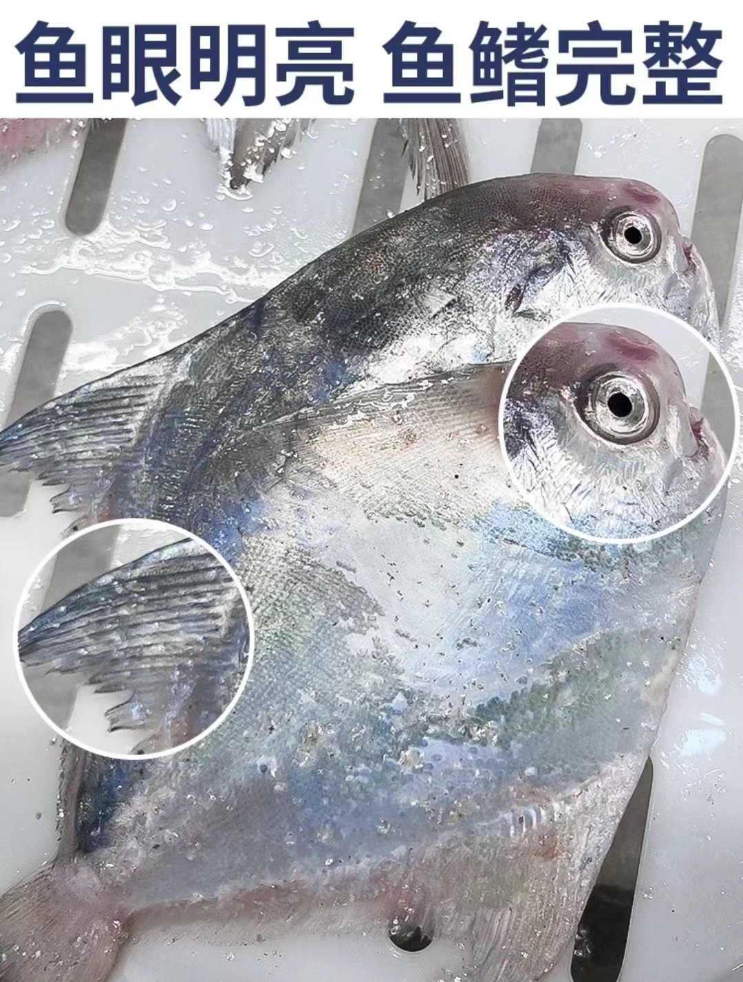 大郎东海野生小鲳鱼4斤速冻顺丰包邮