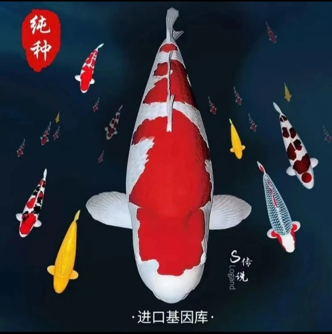 锦鲤活鱼观赏鱼纯种红白三色昭和霏泻单顶大型活体
