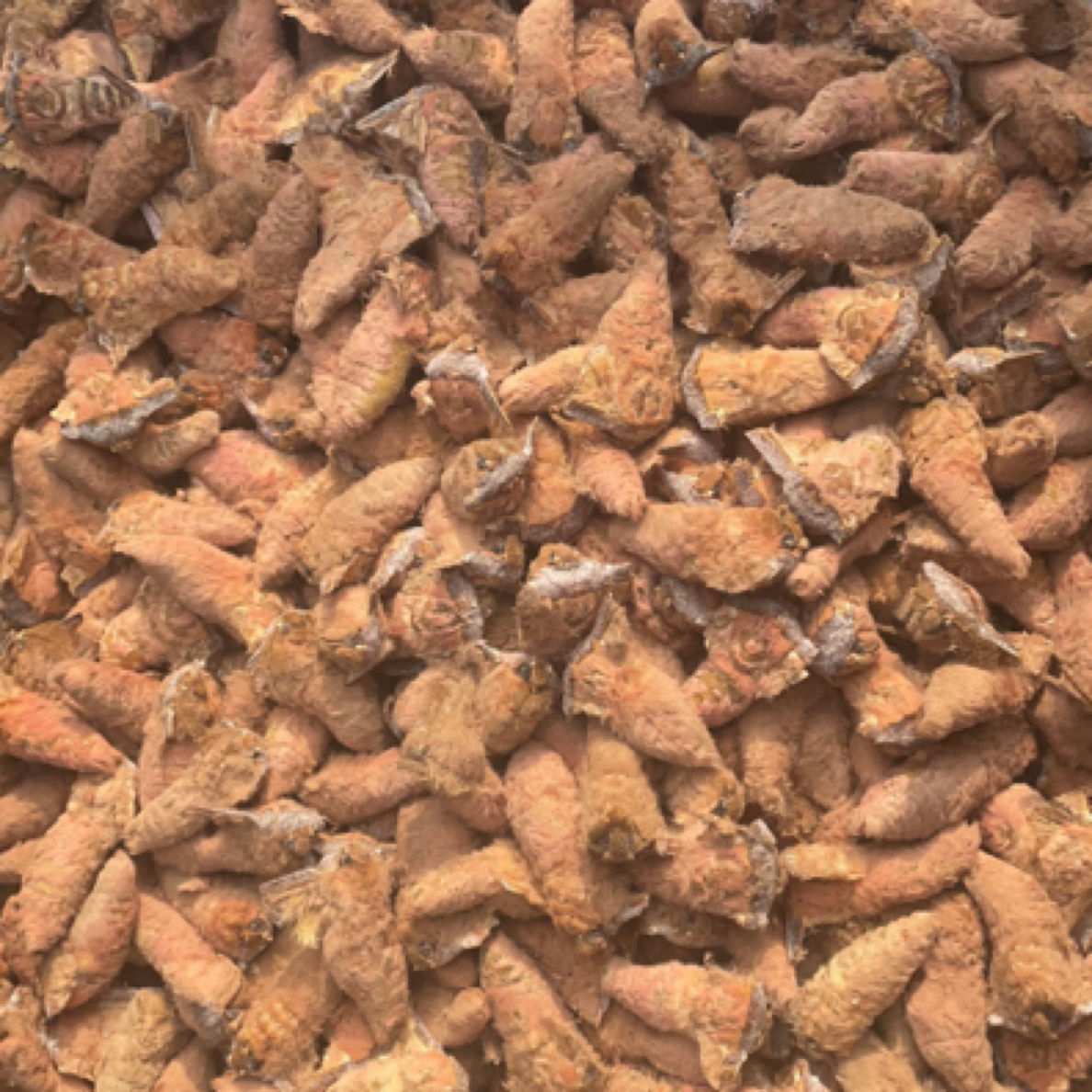 秀秀特产辽宁丹东雄蚕蛾  母蛾