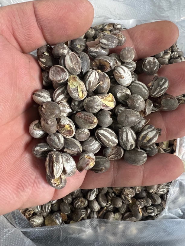 整罐杨拉罐坦克虫活虫高蛋白