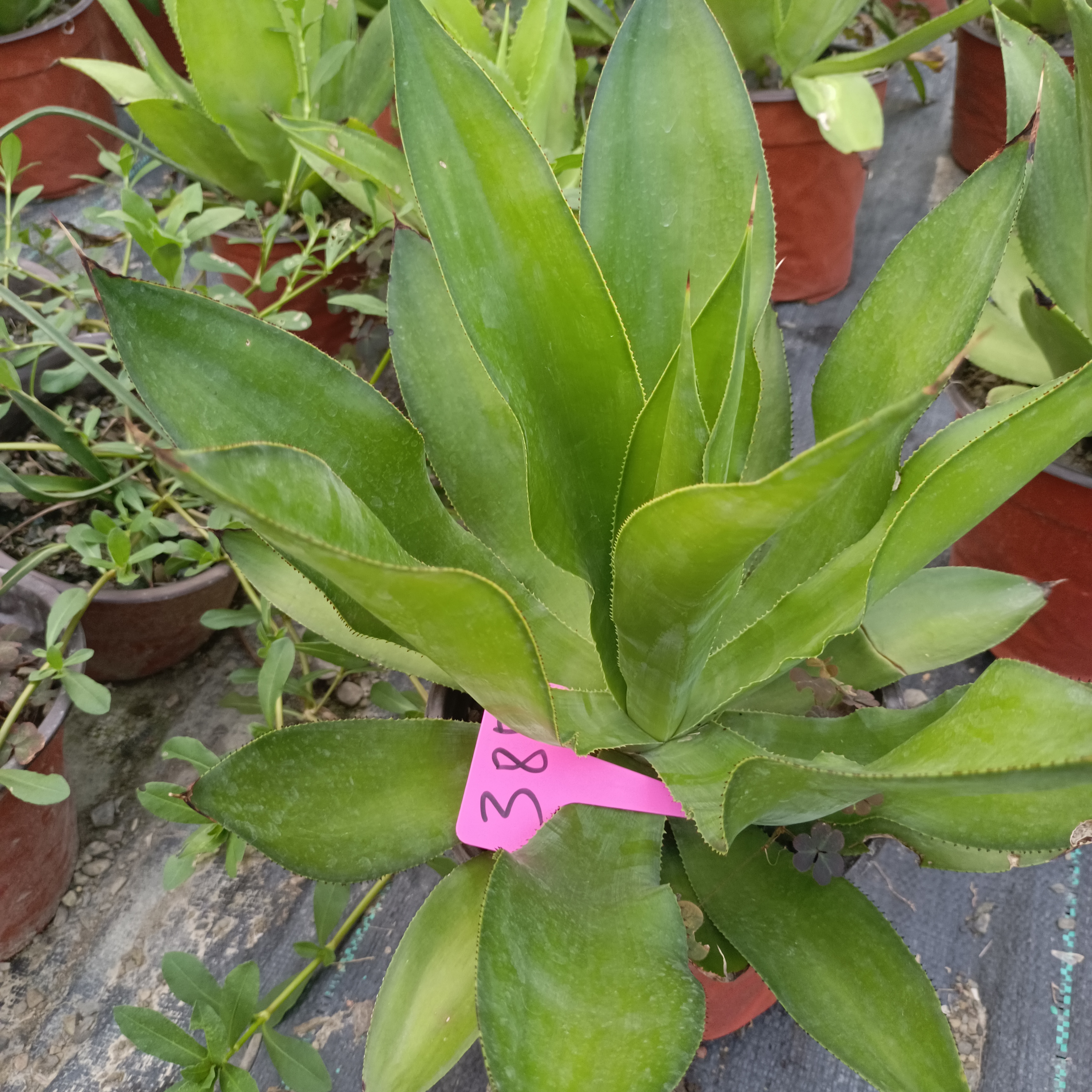 绿何变种籽播实在