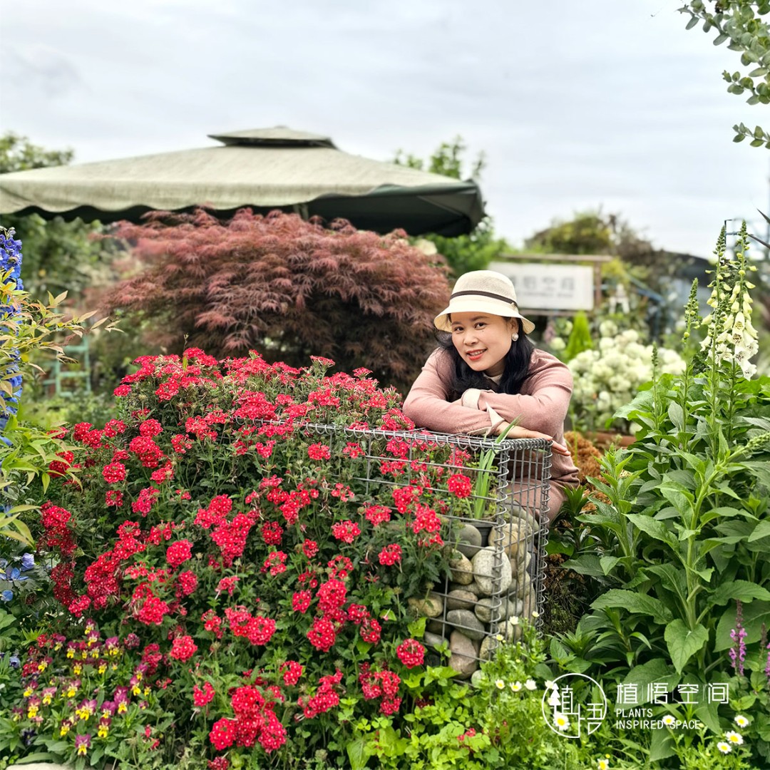 植悟空间大花美女樱红色粉色地栽盆栽观花植物花期长花境植物
