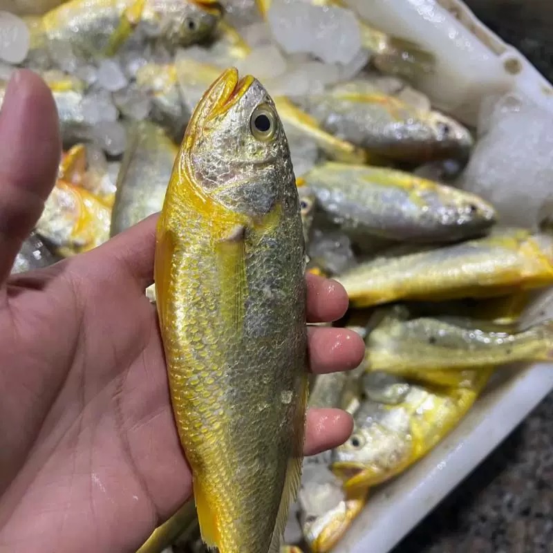 【东海野生粗鳞黄鱼4斤】深海海捕小黄鱼