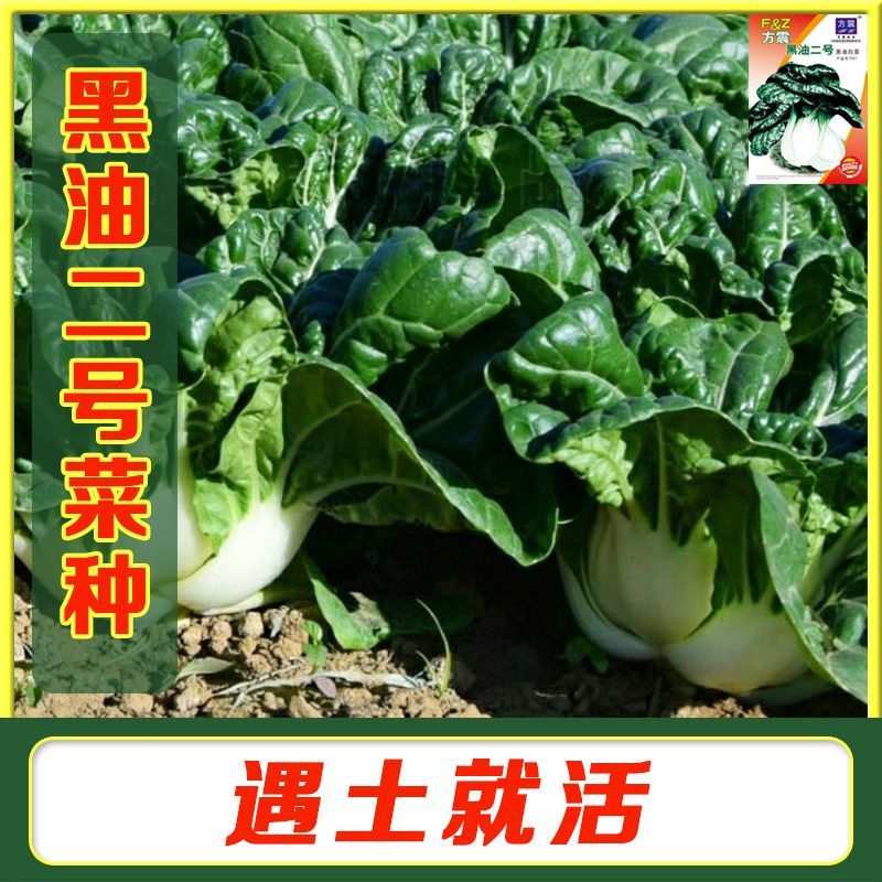 黑油二号黑油白菜种子小白菜种子青菜四季种植盆栽田地 新疆包邮