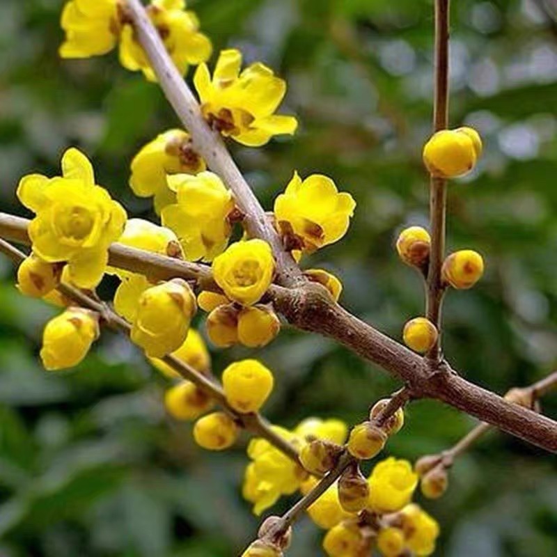 素心腊梅 独杆 庭院 花园地载盆栽耐寒