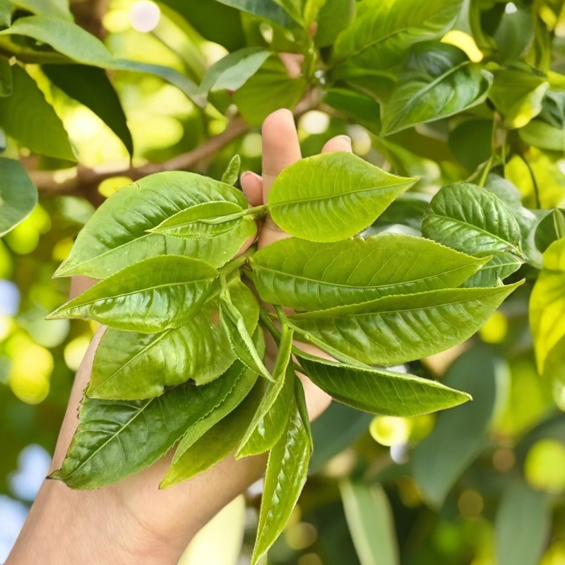 【云南普洱茶生茶】【千年古树排排坐】2025年鸣凤山古树散茶