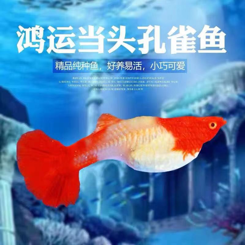 鸿运当头孔雀鱼好活易养容易繁殖小巧可爱