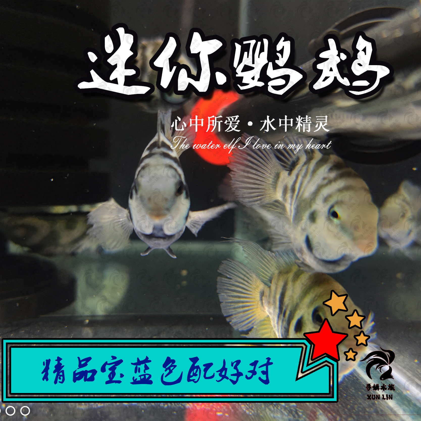 迷你鹦鹉鱼【无完整开箱视频不赔付】