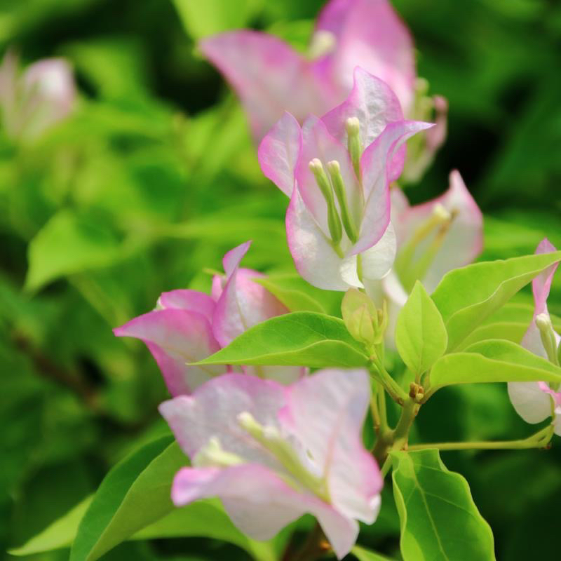 口红 三角大壮苗四季开花可飘枝爬墙好养