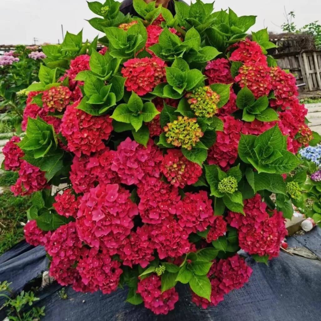 【玫红妈妈绣球花】鲜花绿植盆栽地栽阳台大花花卉易爆盆红色夏季