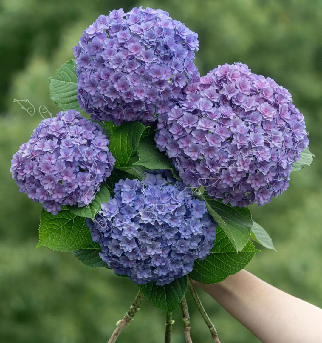 太阳神殿绿色重瓣绣球大花耐开易种活庭院阳台小花绿植盆栽