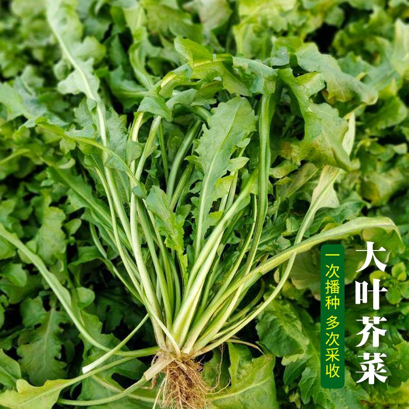 【店长推荐】大叶荠菜种子四季阳台盆栽农家菜园蔬菜籽