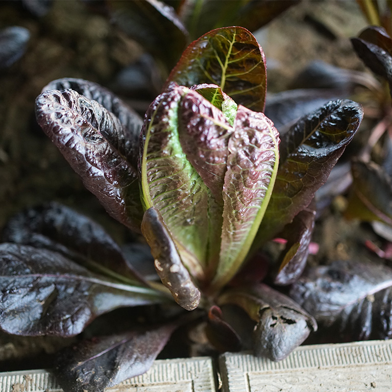 【店长推荐】咖啡香麦菜种子四季阳台盆栽蔬菜孑