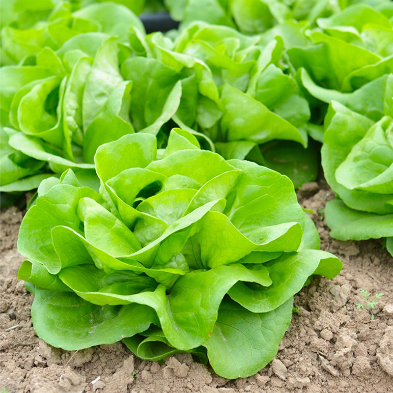 奶油生菜种子 肉菠菜农家菜园盆栽小白菜种子