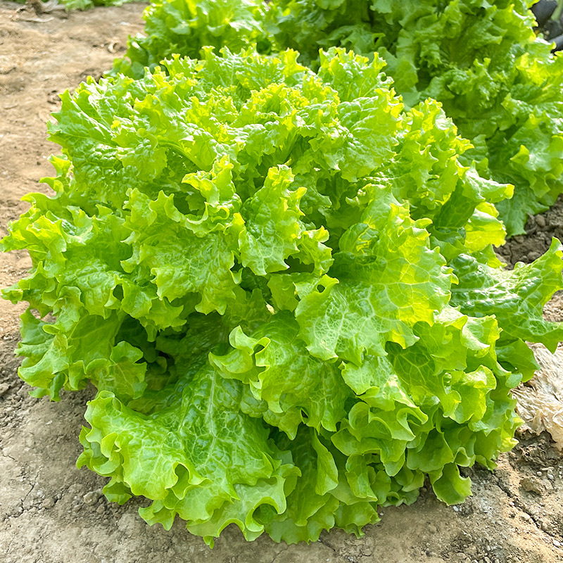 【店长推荐】大速生生菜种子四季阳台盆栽农家蔬菜孑